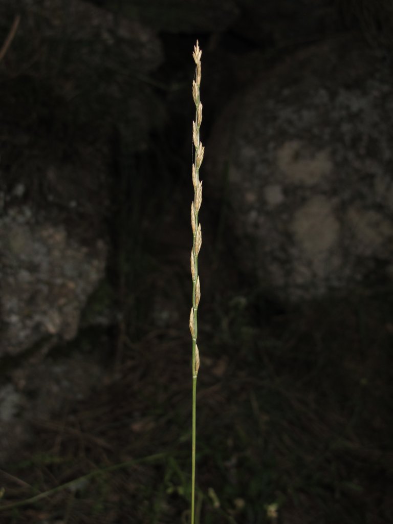 Micropyrum tenellum